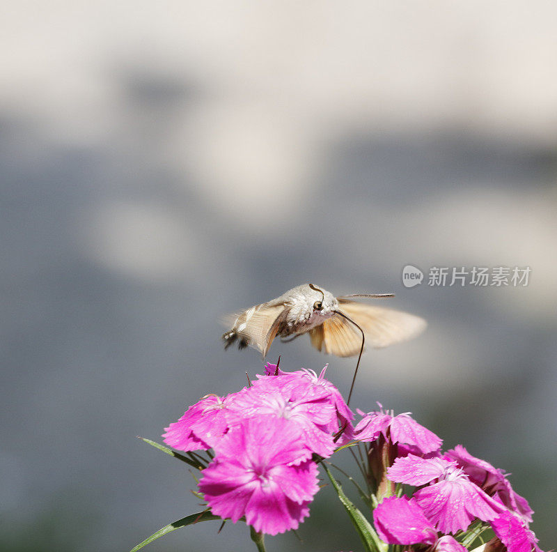 飞行中的蜂鸟鹰蛾(Macroglossum stellatarum